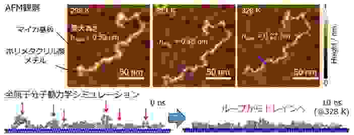 高分子鎖の接着初期素過程の直接観察に成功