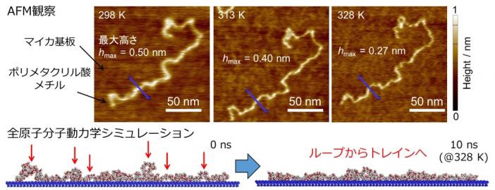 高分子鎖の接着初期素過程の直接観察に成功